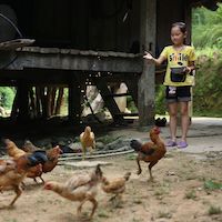 Donate chickens